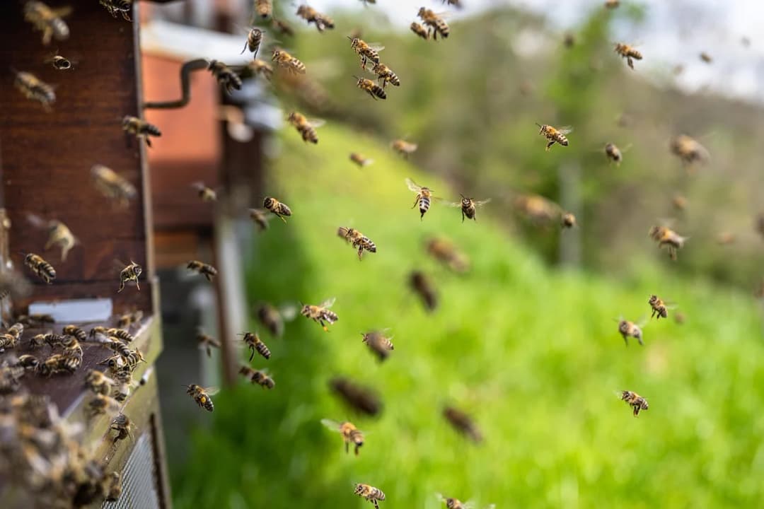 Benefits of Bees & Wasps Control