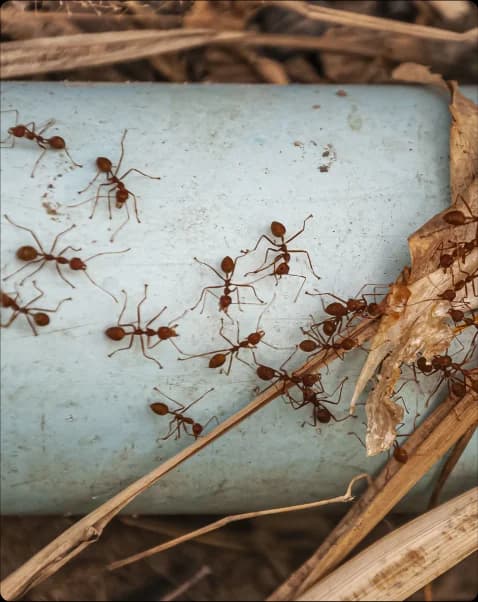 Termites